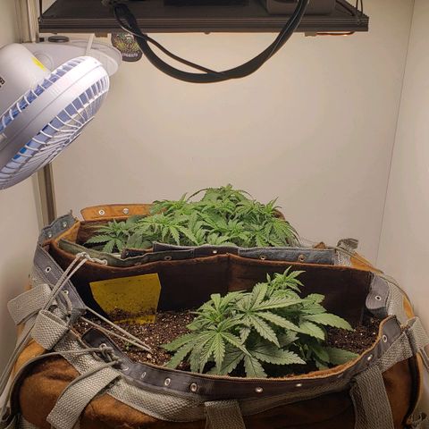Moby-D XXL Auto growlog timeline photo