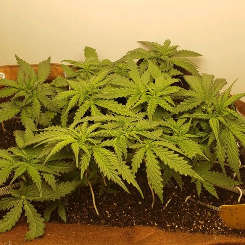 Moby-D XXL Auto growlog timeline photo