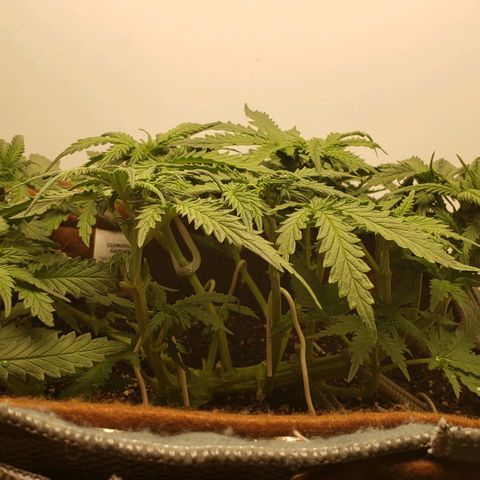 Moby-D XXL Auto growlog timeline photo