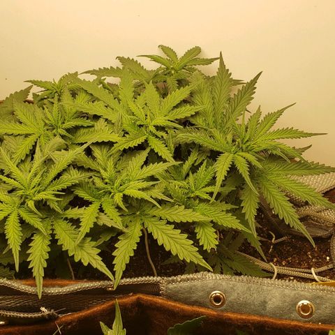 Moby-D XXL Auto growlog timeline photo