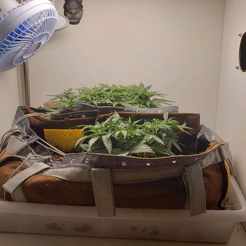 Moby-D XXL Auto growlog timeline photo