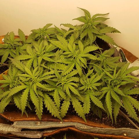 Moby-D XXL Auto growlog timeline photo