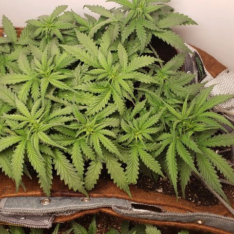 Moby-D XXL Auto growlog timeline photo