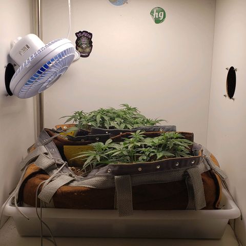 Moby-D XXL Auto growlog timeline photo
