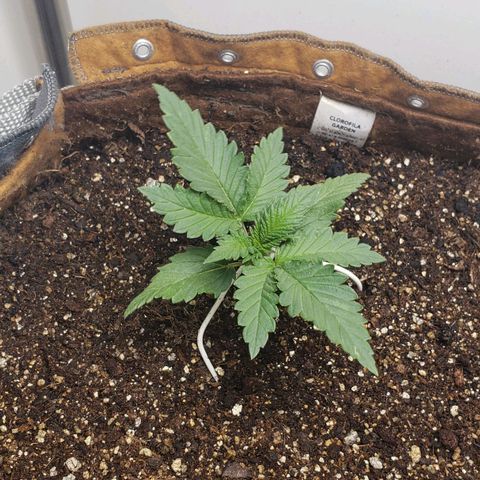 Moby-D XXL Auto growlog timeline photo
