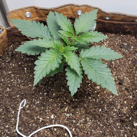 Moby-D XXL Auto growlog timeline photo