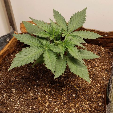 Moby-D XXL Auto growlog timeline photo