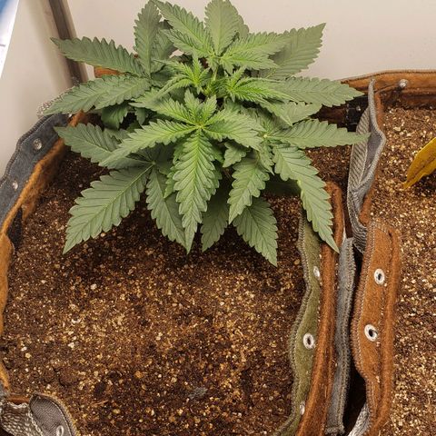 Moby-D XXL Auto growlog timeline photo