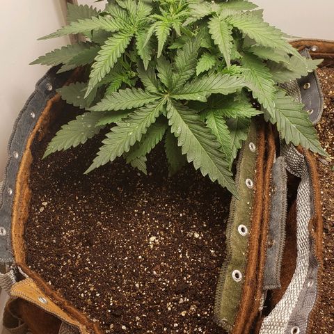 Moby-D XXL Auto growlog timeline photo