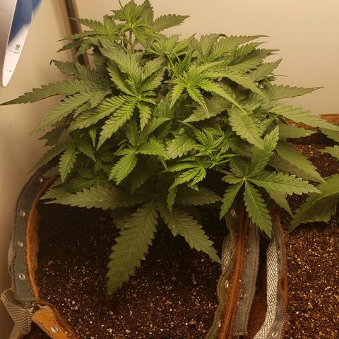 Moby-D XXL Auto growlog timeline photo