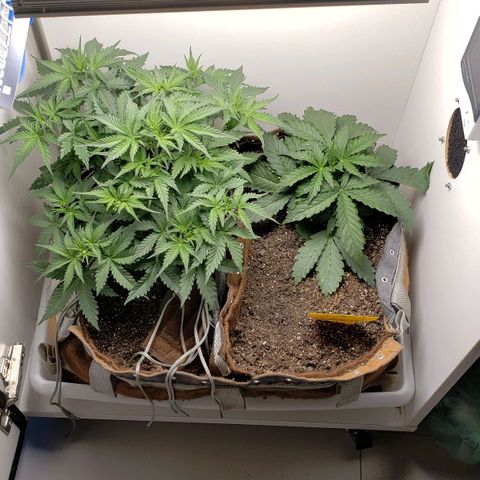Moby-D XXL Auto growlog timeline photo