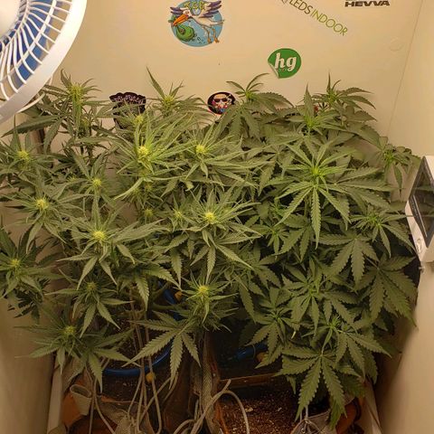 Moby-D XXL Auto growlog timeline photo