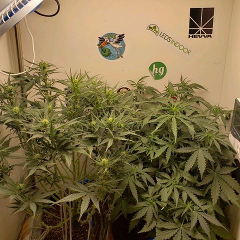 Moby-D XXL Auto growlog timeline photo