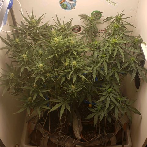 Moby-D XXL Auto growlog timeline photo