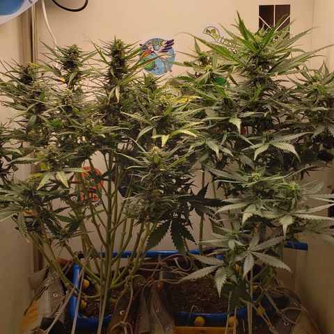 Pineapple Express #2 growlog timeline photo