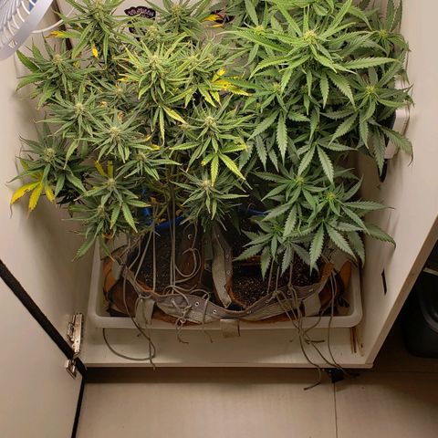 Pineapple Express #2 growlog timeline photo