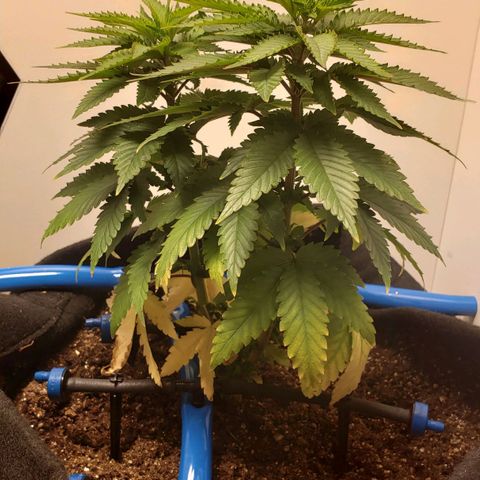 Pineapple Express #1 growlog timeline photo