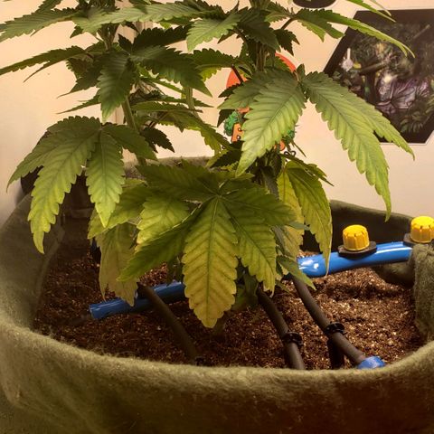 Pineapple Express #2 growlog timeline photo