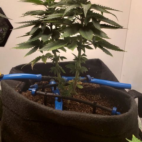 Pineapple Express #1 growlog timeline photo