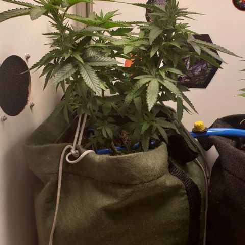Pineapple Express #2 growlog timeline photo