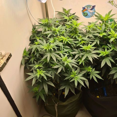 Pineapple Express #2 growlog timeline photo