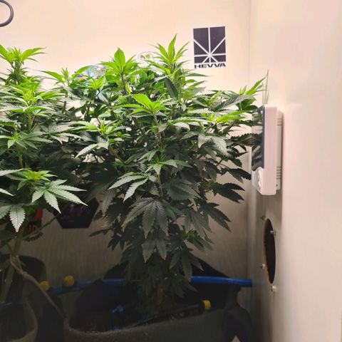 Pineapple Express #2 growlog timeline photo