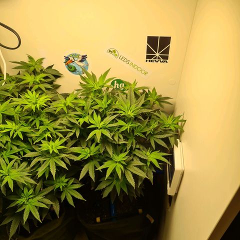 Pineapple Express #1 growlog timeline photo