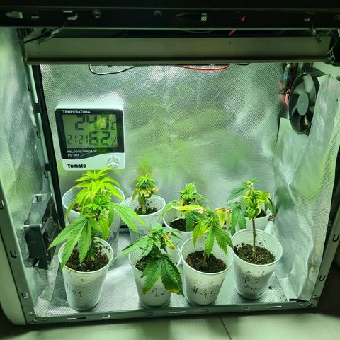Moby-D XXL Auto growlog timeline photo