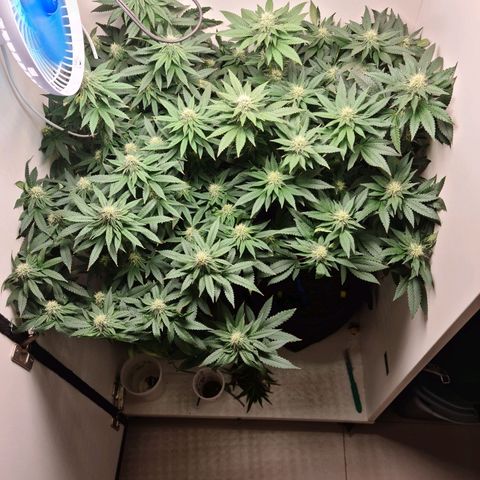 Pineapple Express #2 growlog timeline photo