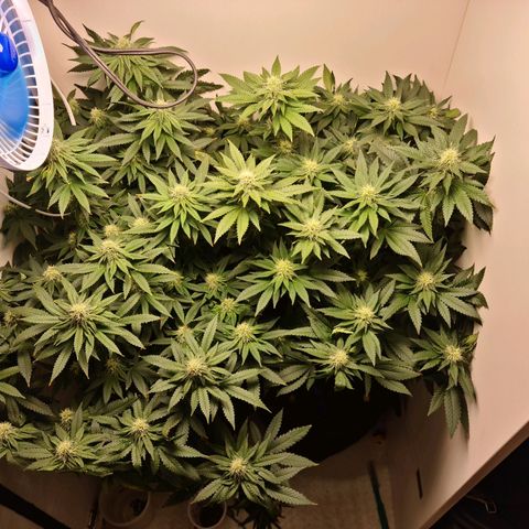 Pineapple Express #2 growlog timeline photo