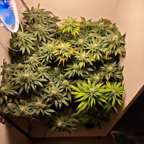 Pineapple Express #2 growlog timeline photo