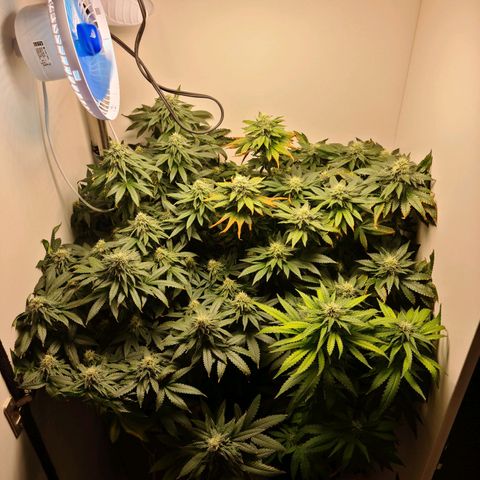 Pineapple Express #2 growlog timeline photo