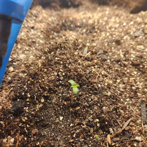 Sugar Black Rose growlog photo