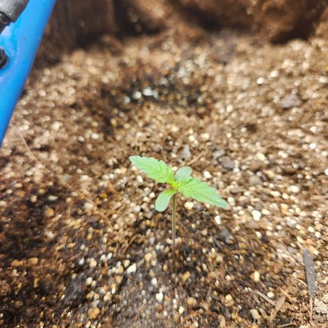 Sugar Black Rose growlog photo