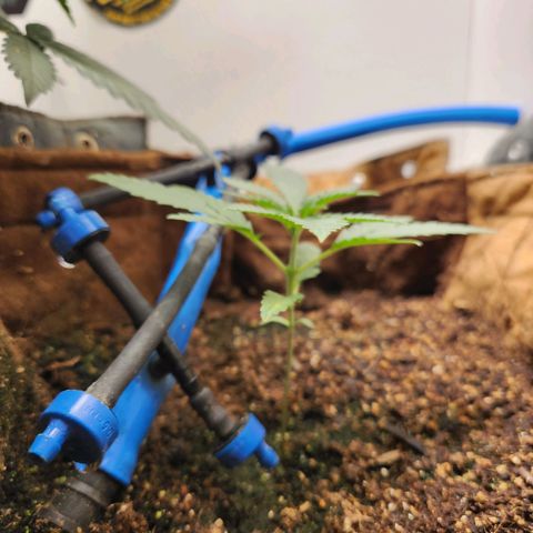 Sugar Black Rose growlog photo