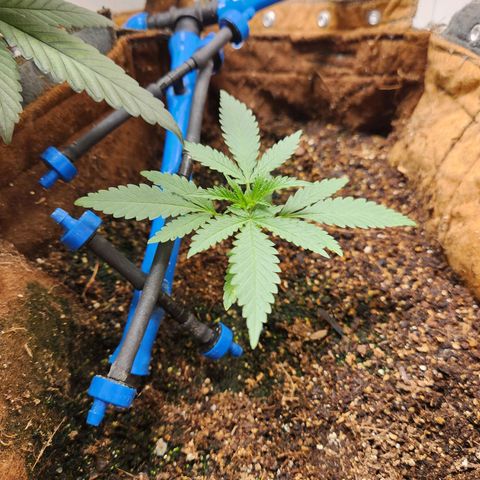 Sugar Black Rose growlog photo