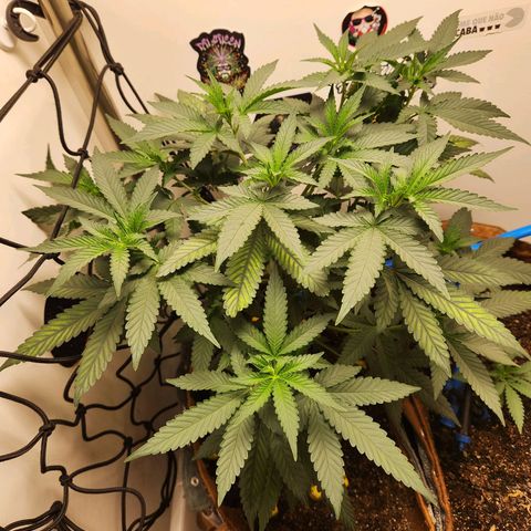 Pineapple Express growlog timeline photo