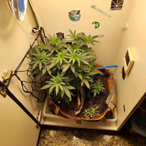Sugar Black Rose growlog timeline photo