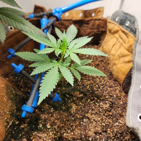 Sugar Black Rose growlog timeline photo