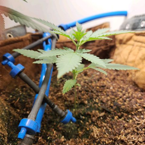 Sugar Black Rose growlog photo