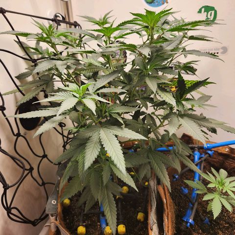 Pineapple Express growlog timeline photo