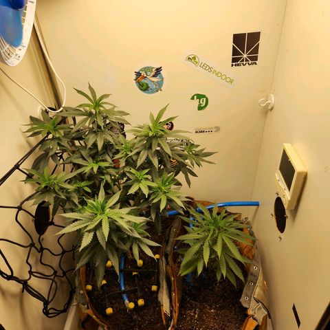 Sugar Black Rose growlog timeline photo