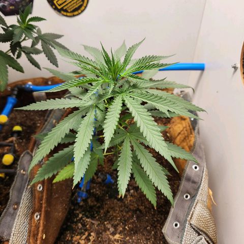 Sugar Black Rose growlog timeline photo