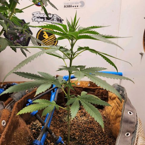 Sugar Black Rose growlog timeline photo