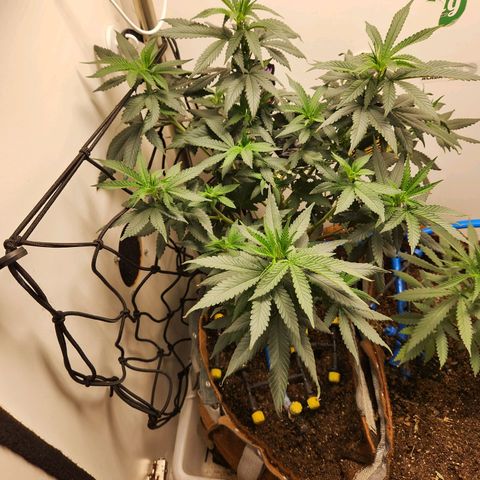 Pineapple Express growlog timeline photo