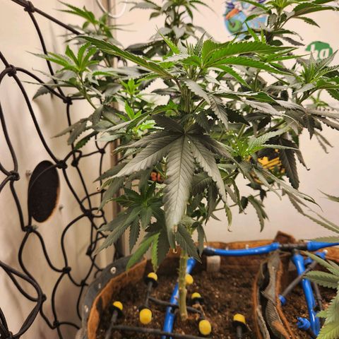 Pineapple Express growlog timeline photo