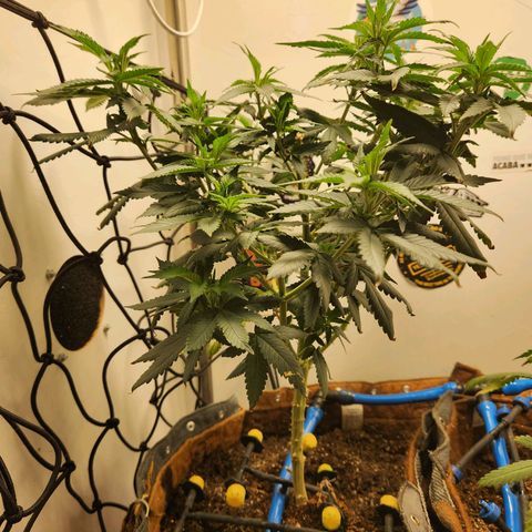 Pineapple Express growlog timeline photo