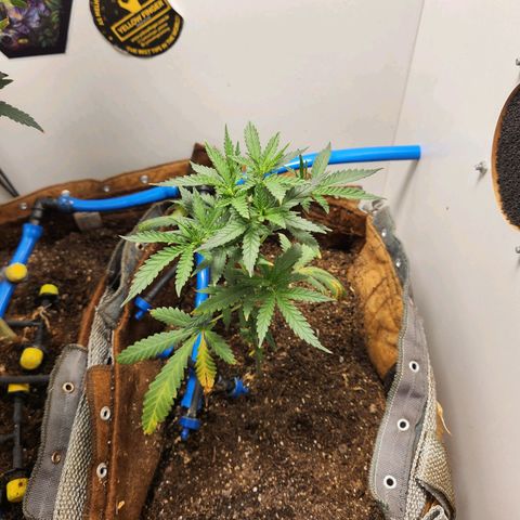 Sugar Black Rose growlog timeline photo