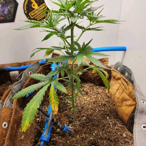 Sugar Black Rose growlog timeline photo