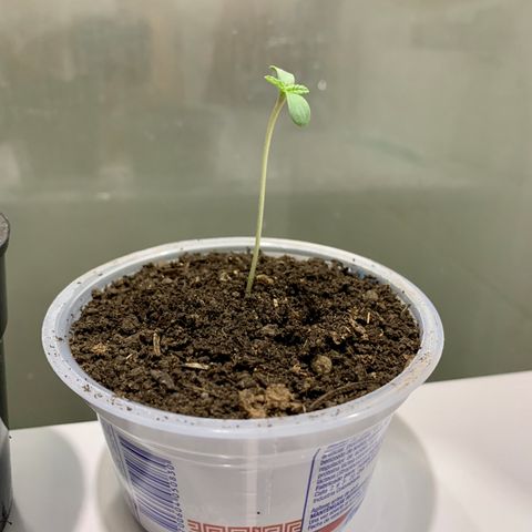 OG Kush growlog photo: Creciendo hermosa 